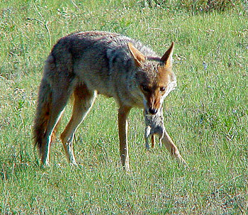 coyote natural predators